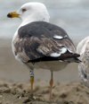 3cy graellsii LBBG in June, ringed in the Netherlands. (135385 bytes)